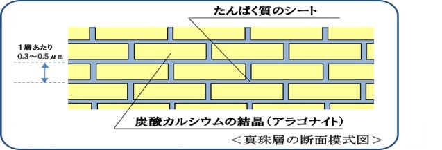 マイクロパーネント画像